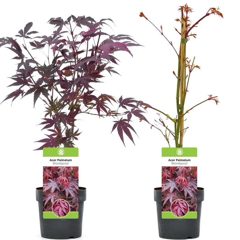 Acer 'Bloodgood'