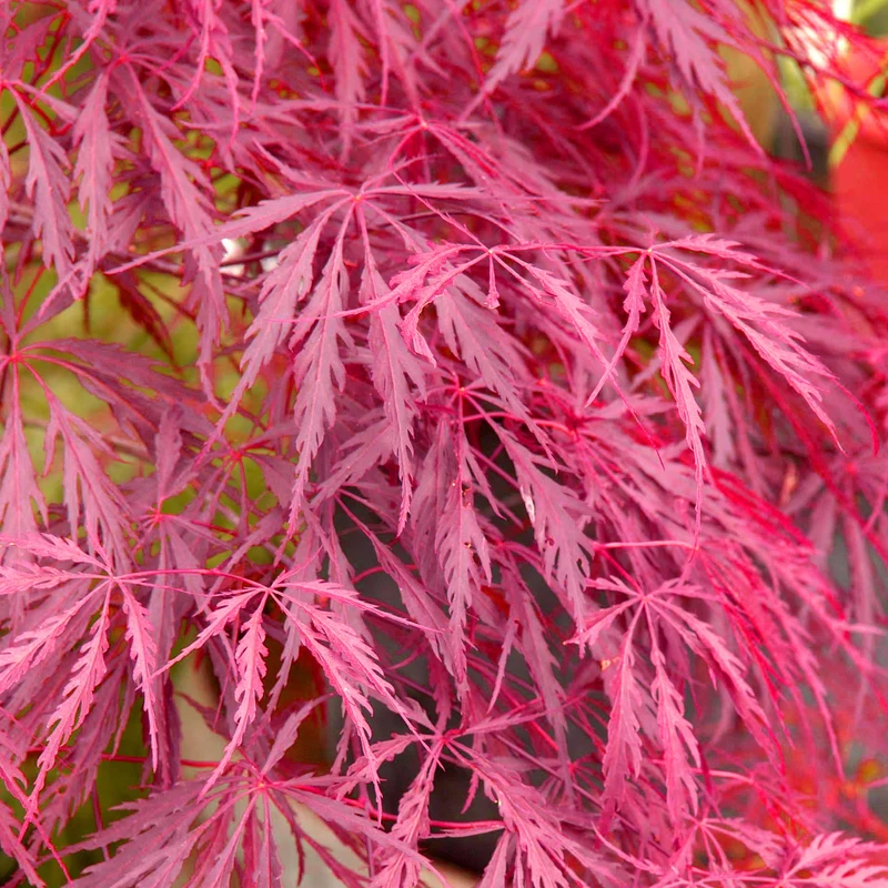 Acer 'Inaba-Shidare'