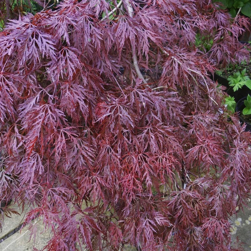 Acer 'Inaba-Shidare'