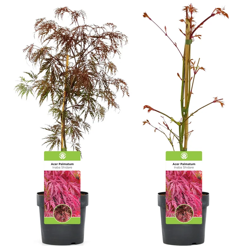 Acer 'Inaba-Shidare'