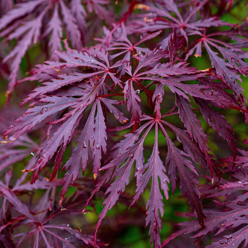 Acer 'Granat'