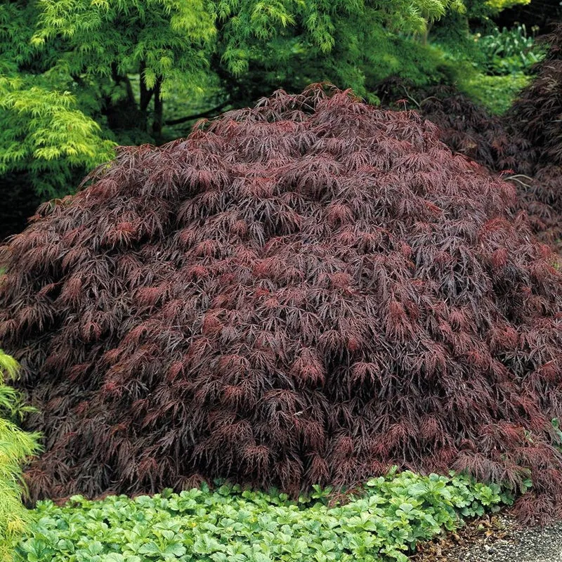 Acer 'Granat'