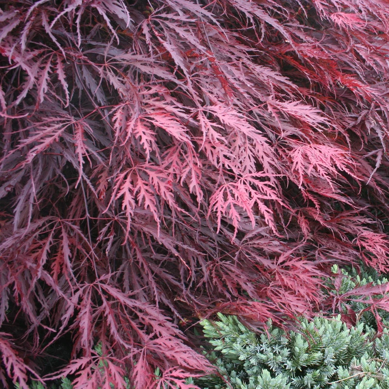 Acer 'Granat'