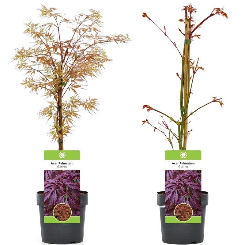 Acer 'Granat'