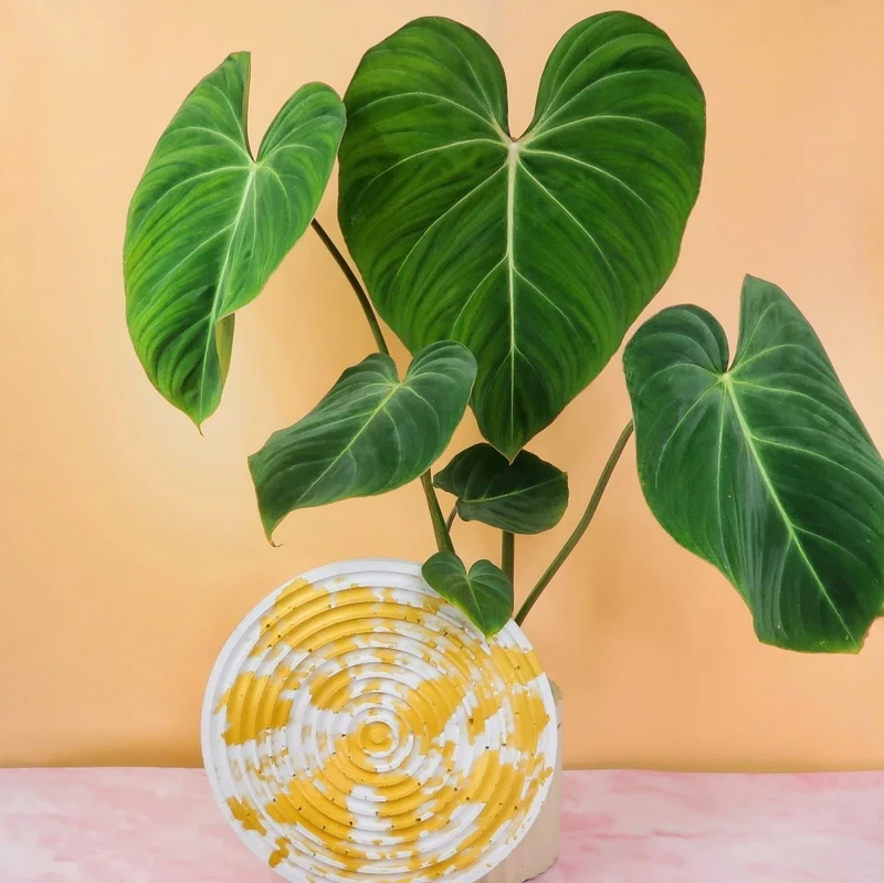 PHILODENDRON GLORIOSUM