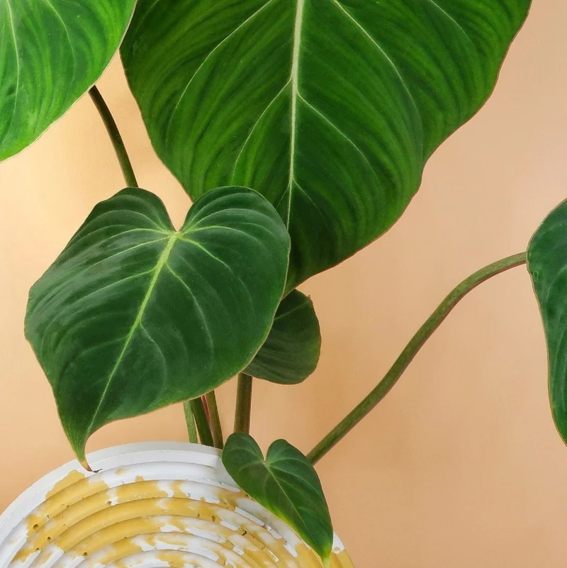 PHILODENDRON GLORIOSUM