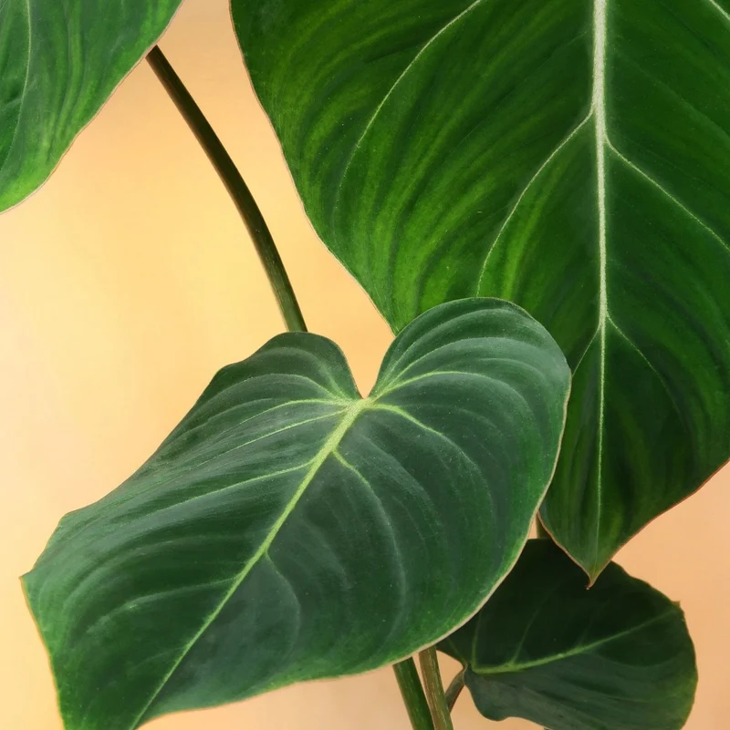 PHILODENDRON GLORIOSUM