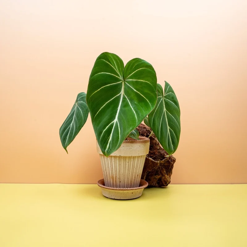 PHILODENDRON GLORIOSUM