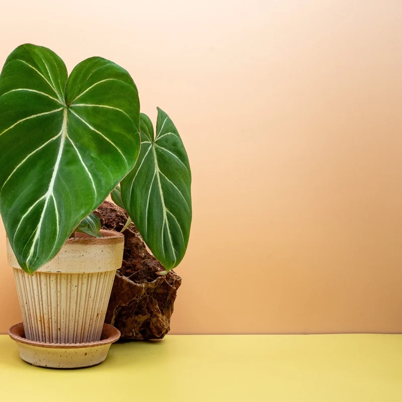 PHILODENDRON GLORIOSUM