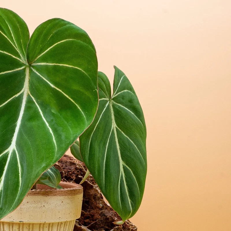 PHILODENDRON GLORIOSUM