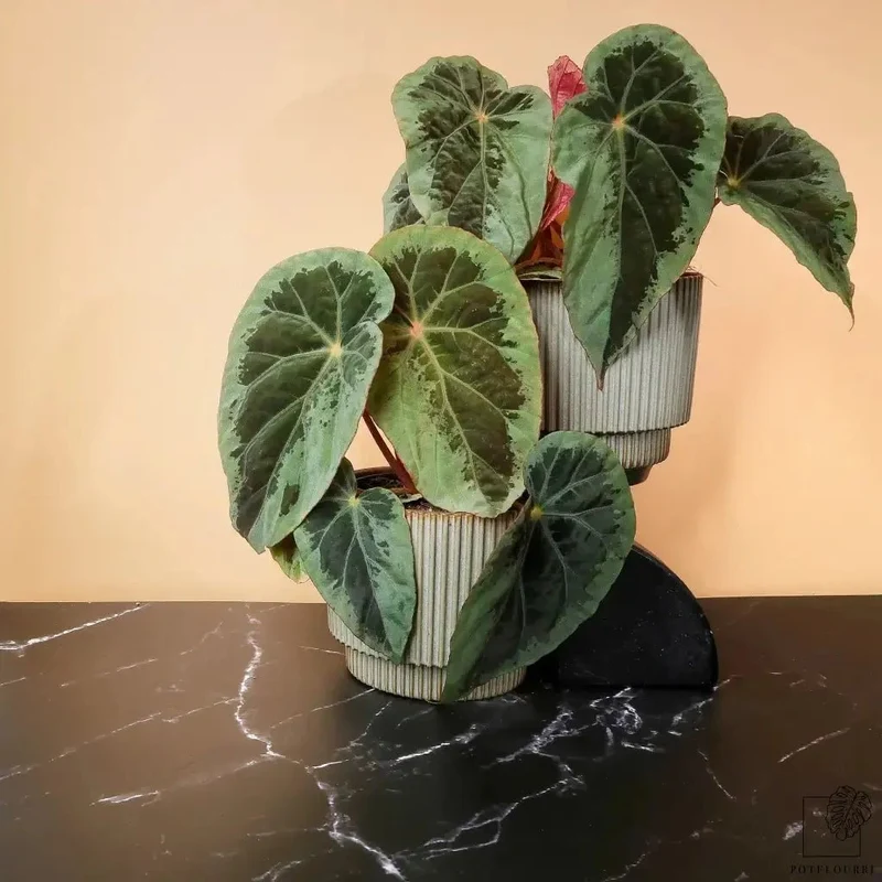 BEGONIA BURKILLII SILVER EDGE