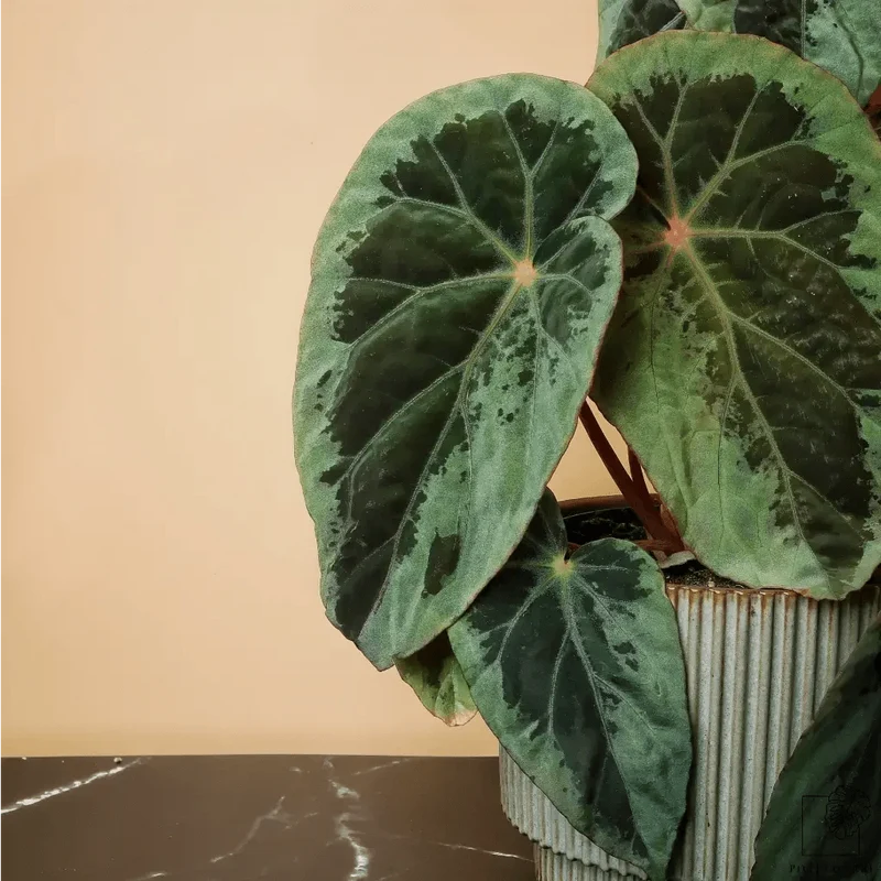 BEGONIA BURKILLII SILVER EDGE
