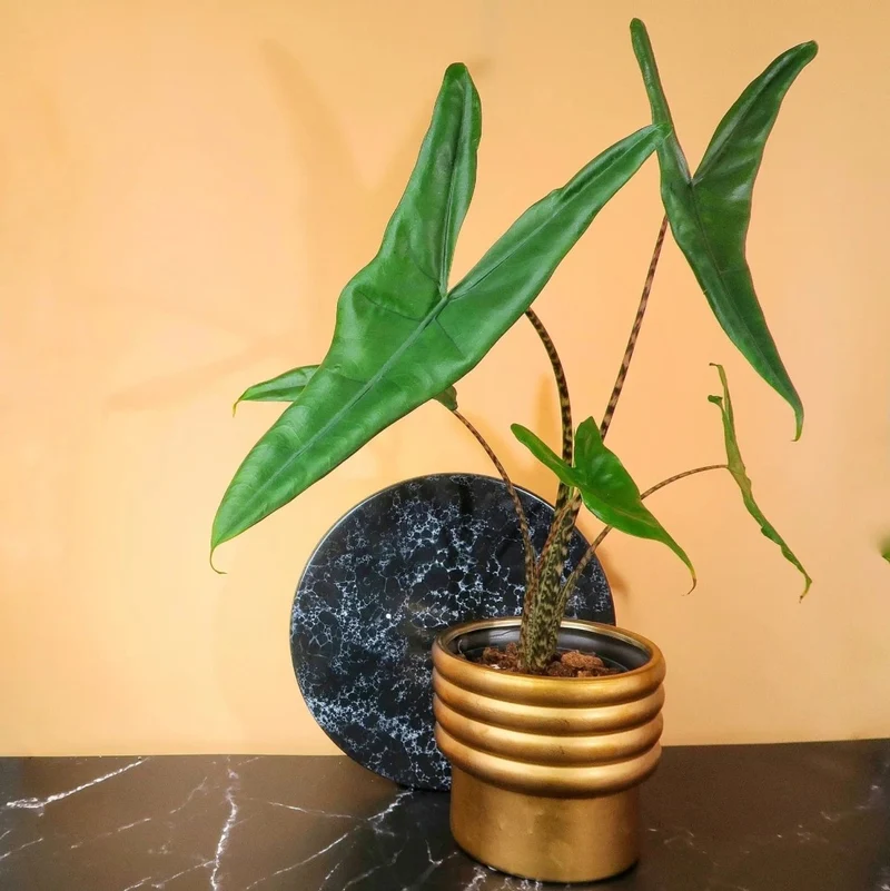 ALOCASIA TIGRINA