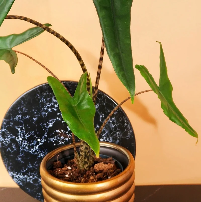 ALOCASIA TIGRINA