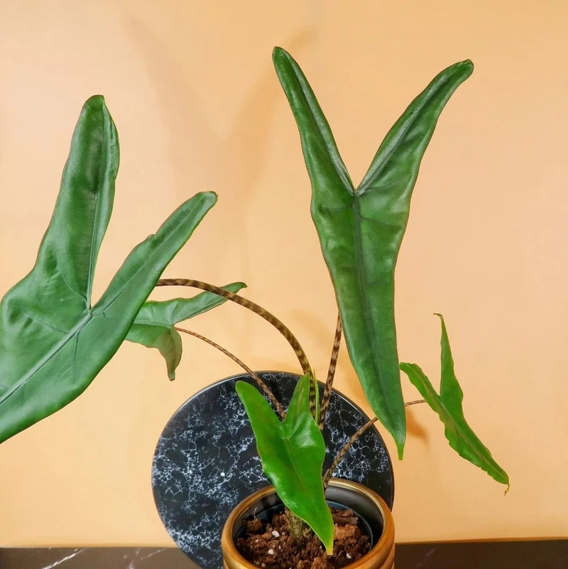 ALOCASIA TIGRINA
