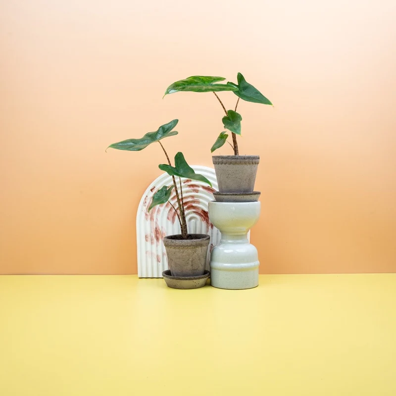 ALOCASIA TIGRINA
