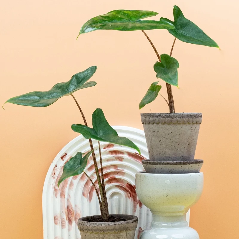 ALOCASIA TIGRINA