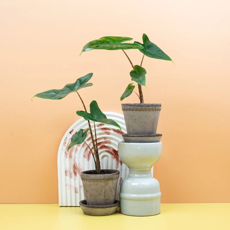 ALOCASIA TIGRINA
