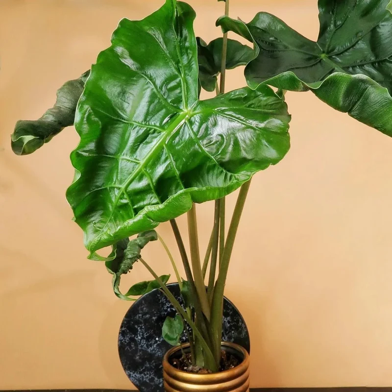 ALOCASIA DRAGON TAIL