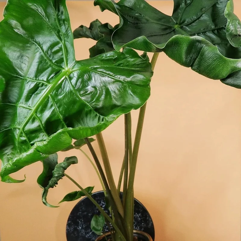 ALOCASIA DRAGON TAIL