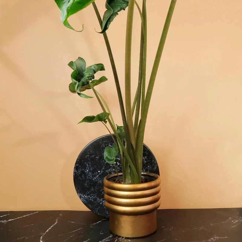 ALOCASIA DRAGON TAIL