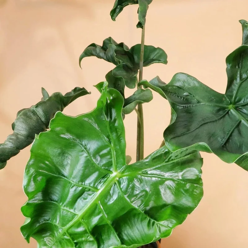 ALOCASIA DRAGON TAIL