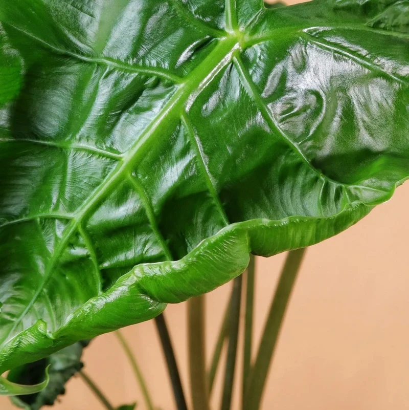 ALOCASIA DRAGON TAIL