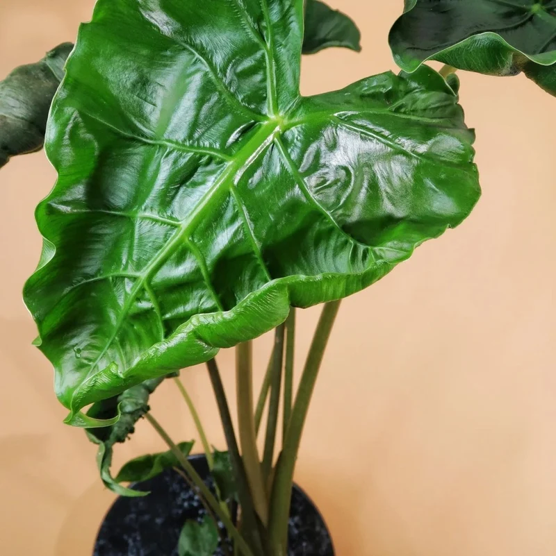ALOCASIA DRAGON TAIL