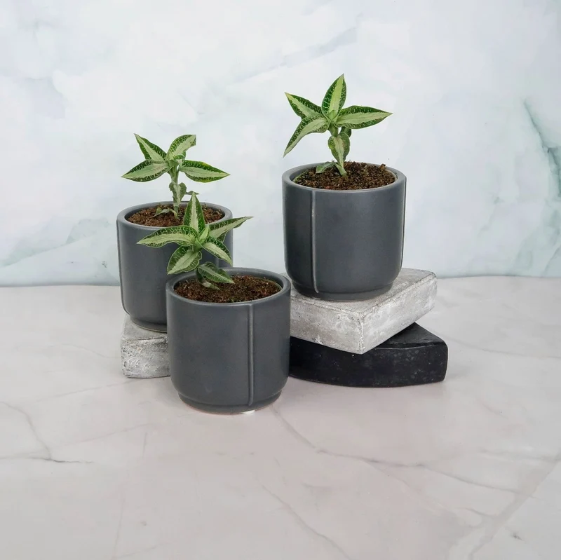 JEWEL ORCHID ASPIDOGYNE ARGENTEA