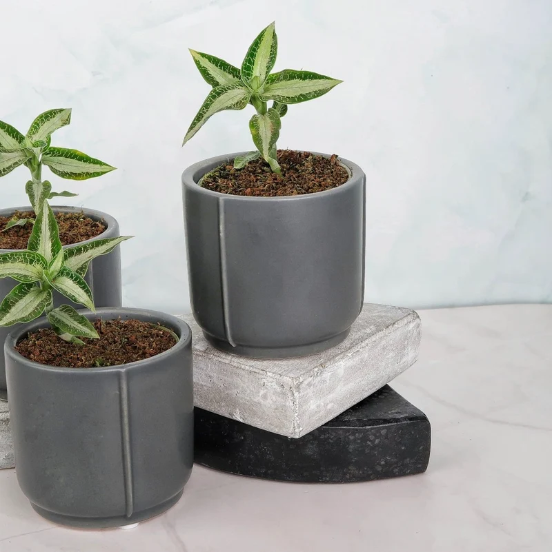 JEWEL ORCHID ASPIDOGYNE ARGENTEA