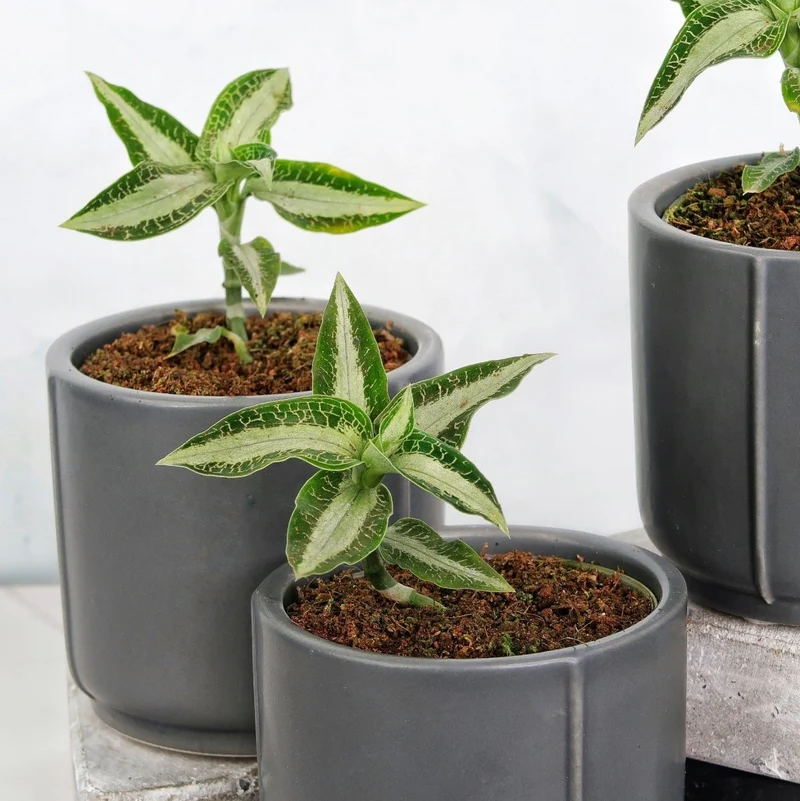 JEWEL ORCHID ASPIDOGYNE ARGENTEA
