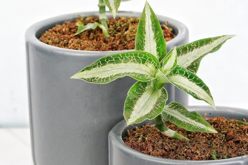 JEWEL ORCHID ASPIDOGYNE ARGENTEA