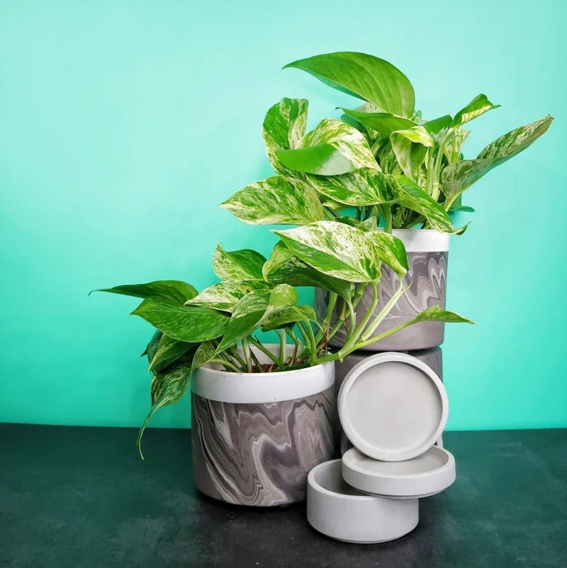 EPIPREMNUM MARBLE QUEEN