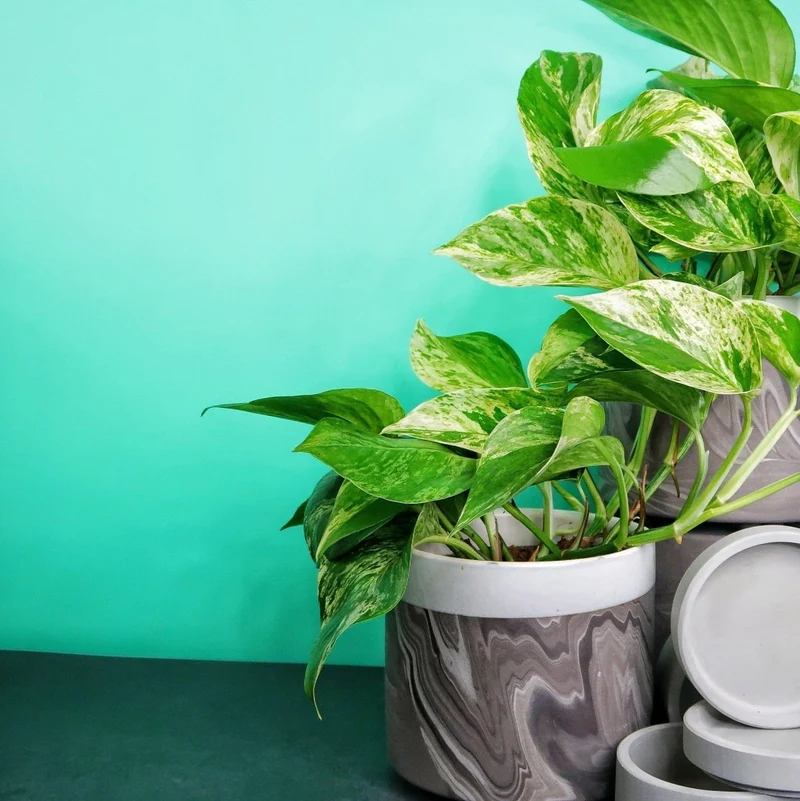 EPIPREMNUM MARBLE QUEEN
