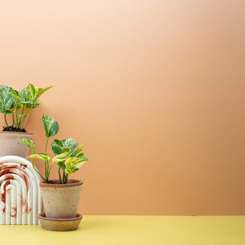 EPIPREMNUM MARBLE QUEEN