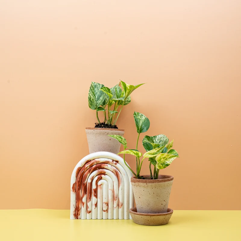 EPIPREMNUM MARBLE QUEEN