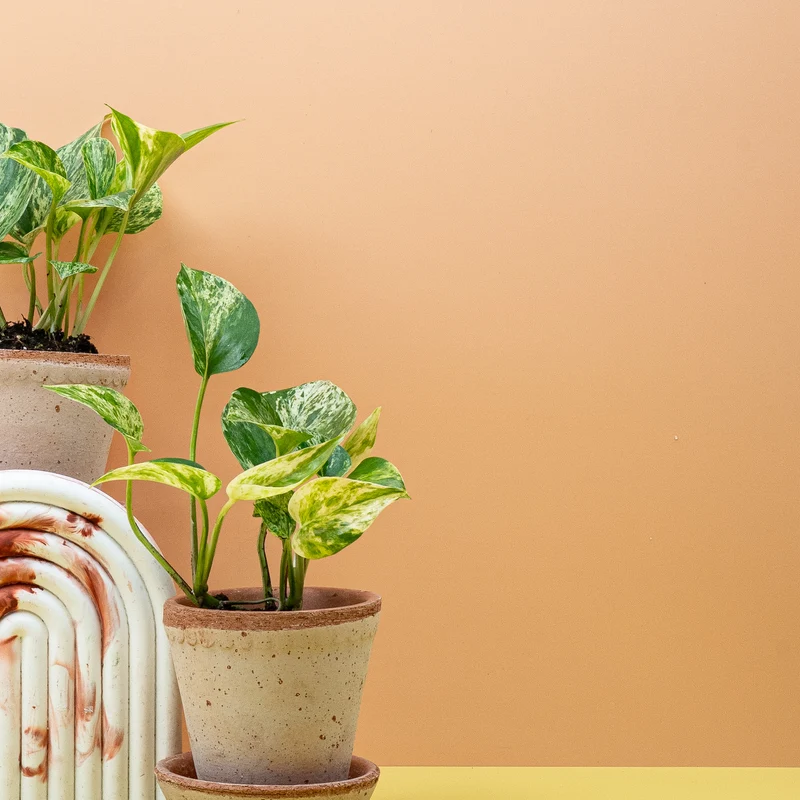 EPIPREMNUM MARBLE QUEEN
