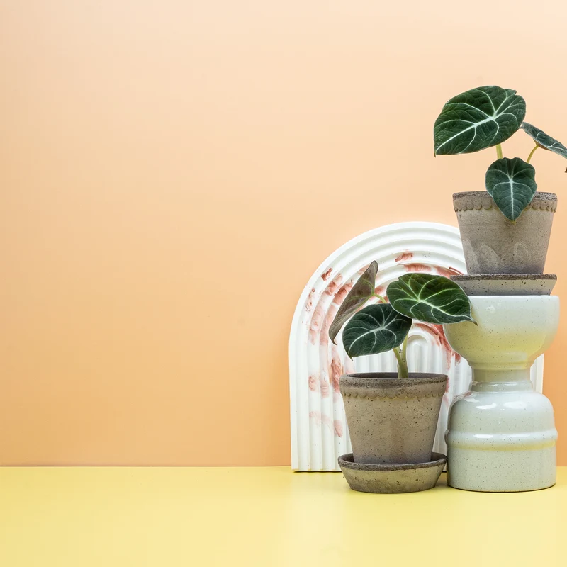 ALOCASIA BLACK VELVET
