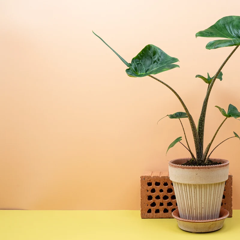 ALOCASIA STINGRAY