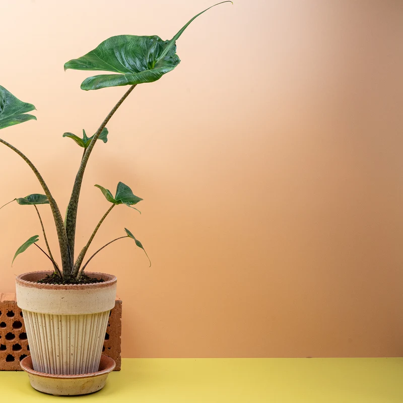 ALOCASIA STINGRAY