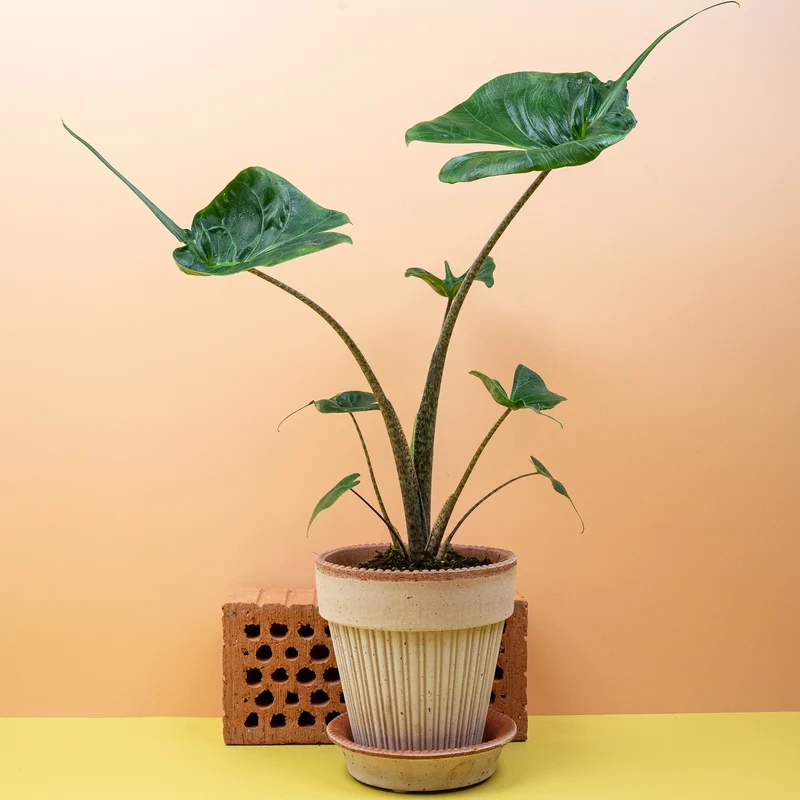 ALOCASIA STINGRAY