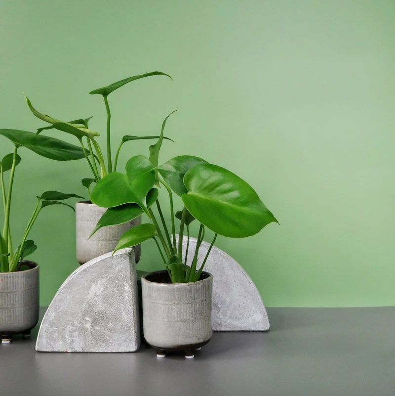 MONSTERA DELICIOSA