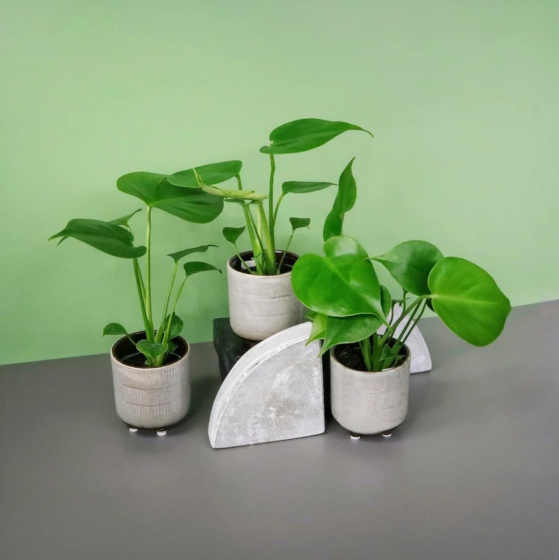MONSTERA DELICIOSA