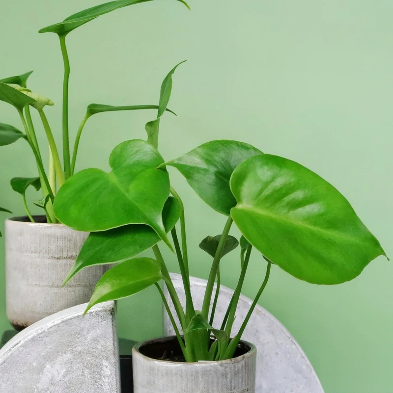 MONSTERA DELICIOSA