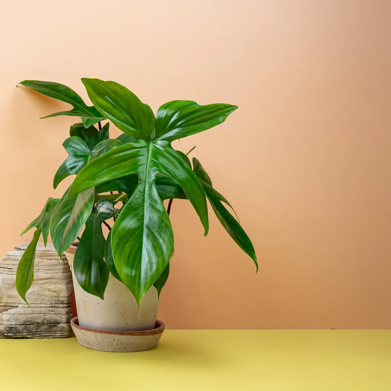 PHILODENDRON FLORIDA GREEN