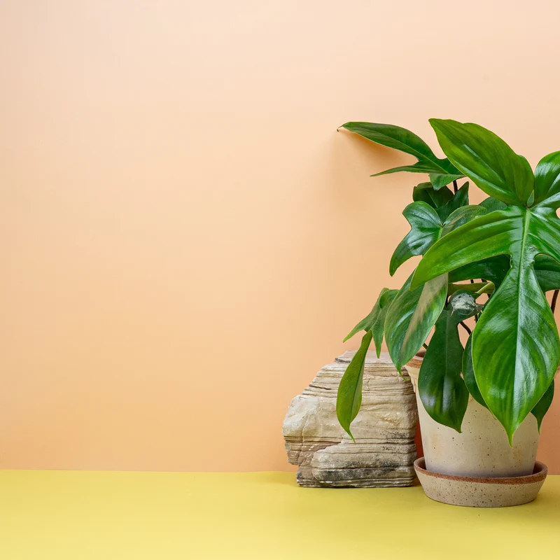 PHILODENDRON FLORIDA GREEN