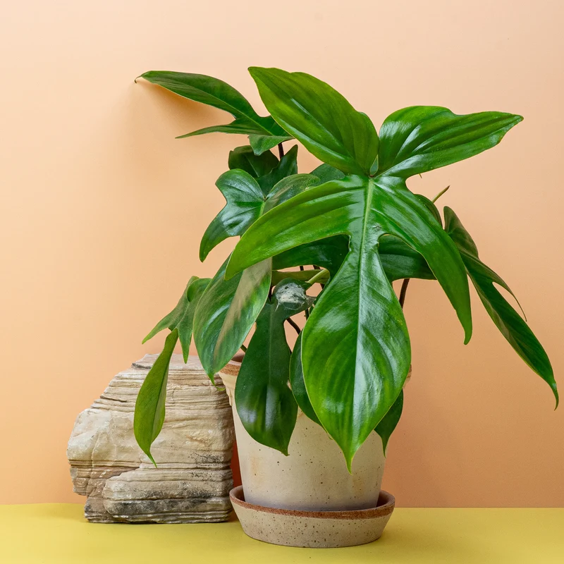 PHILODENDRON FLORIDA GREEN