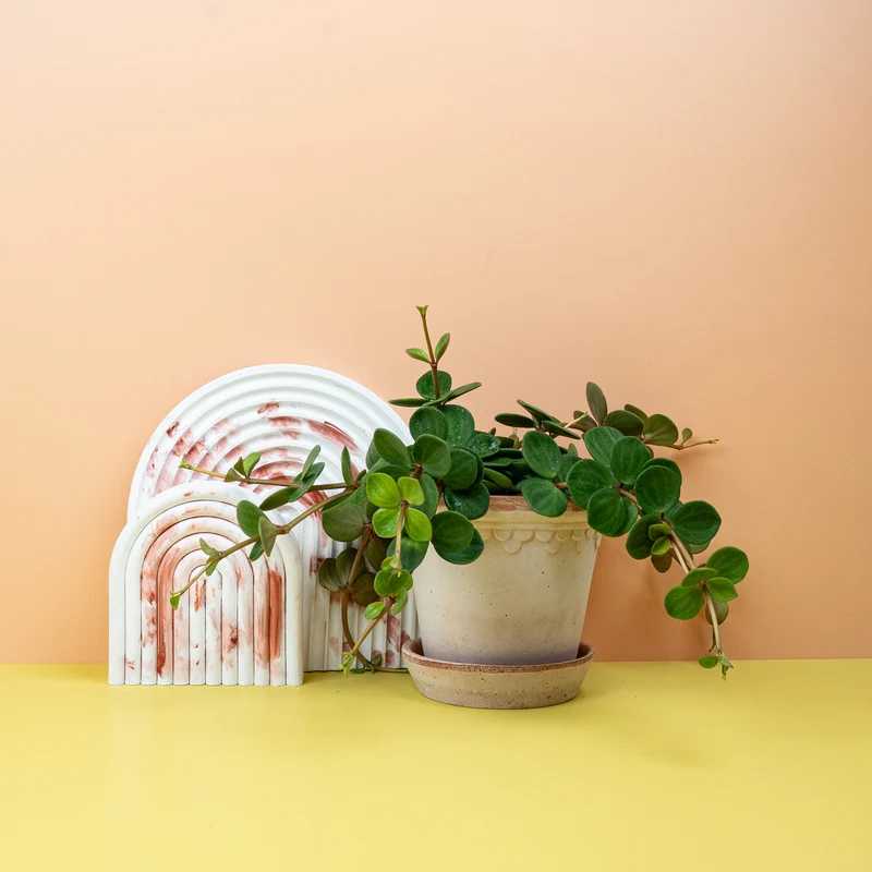PEPEROMIA HOPE