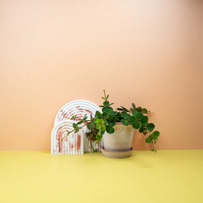 PEPEROMIA HOPE