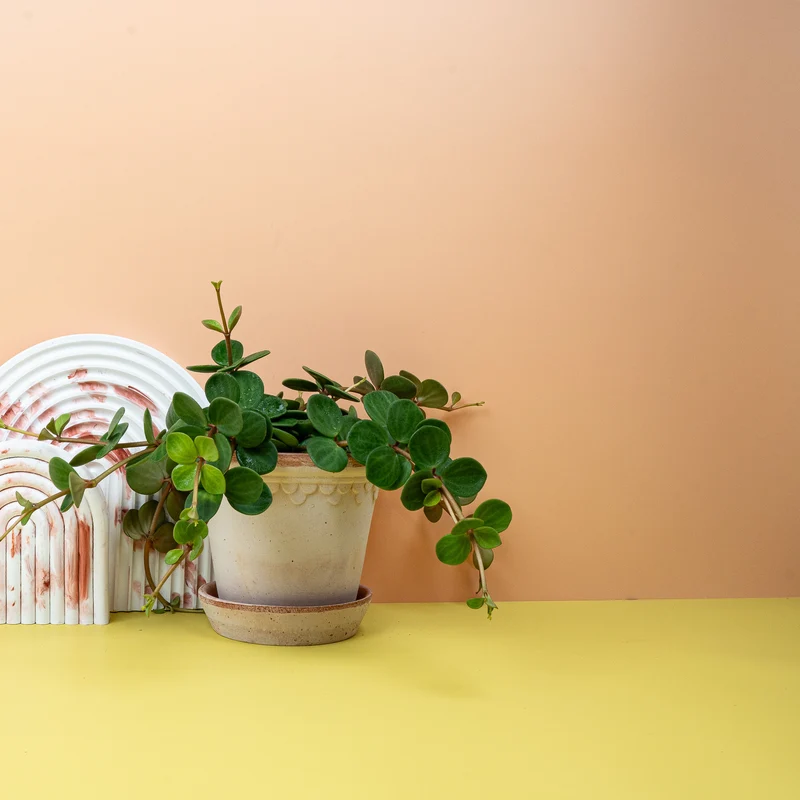 PEPEROMIA HOPE